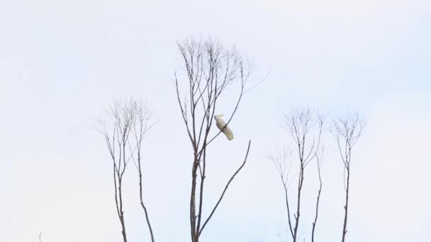 Cacatoès Blanc Aigrettes Soufre Australien Assis Seul Dans Arbre Oscillant — Video