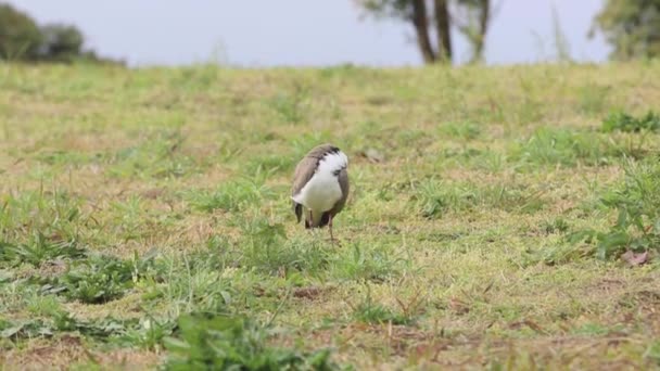 Seekor Burung Lapwing Kamen Australia Sedang Melakukan Persiapan — Stok Video