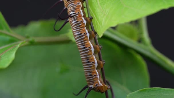 Makro Einer Monarchen Raupe Die Sich Langsam Auf Einem Blatt — Stockvideo