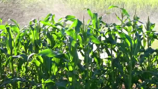 Здоровый Урожай Домашней Кукурузы Поливается Дождевателем — стоковое видео