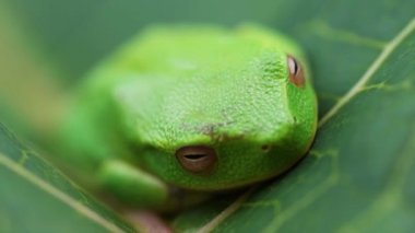 Yeşil kurbağanın başından göbeğine kadar makro odak noktalarının değiştirilmesi, demiryoluna odaklanmanın, elle odaklanmanın, odak noktalarının değişimini gösterir