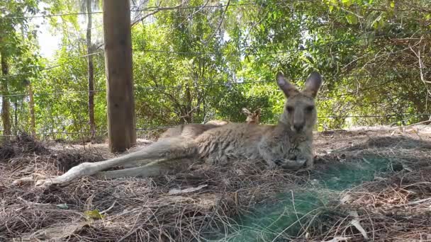 Gölgede Dinlenen Iki Kanguru — Stok video