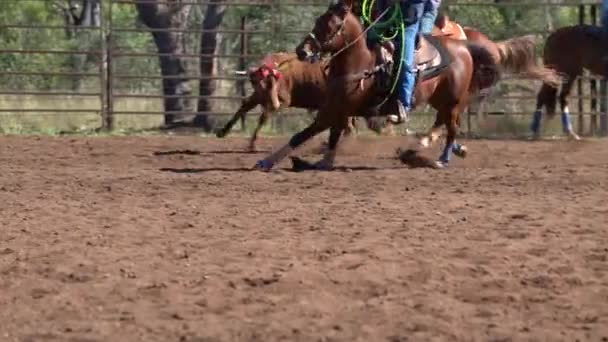 オーストラリアのカントリーロデオでほこりだらけのアリーナで実行中の子牛をラッソしようとして馬に乗ってカウボーイ — ストック動画