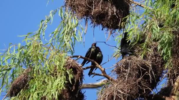 Étourneaux Métalliques Construisant Nid Haut Dans Les Branches Des Arbres — Video