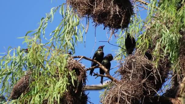 Kovoví Špačci Stavějící Hnízdo Vysoko Větvích Stromů Lesklí Černí Ptáci — Stock video
