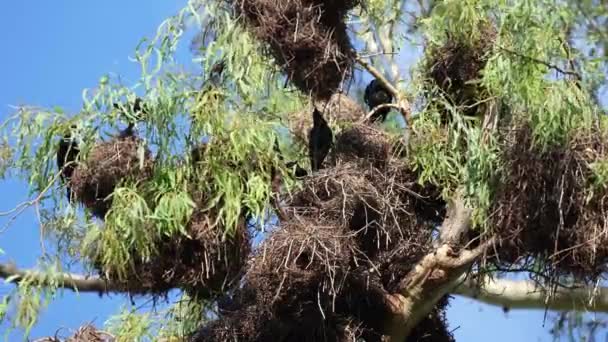 在高高的树枝上筑巢的金属雏鸟 红眼的光滑的黑鸟 也被称为闪亮的星星 — 图库视频影像