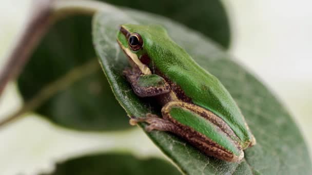 Ademhaling Van Een Kleine Groene Kikker Zittend Een Blad Macrobeelden — Stockvideo