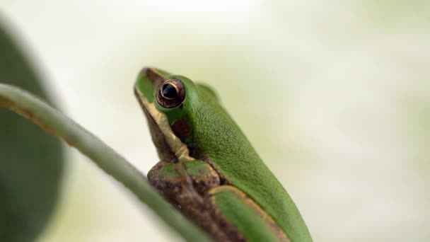 Sapında Oturan Küçük Yeşil Bir Kurbağanın Nefesi Makro Görüntüler — Stok video