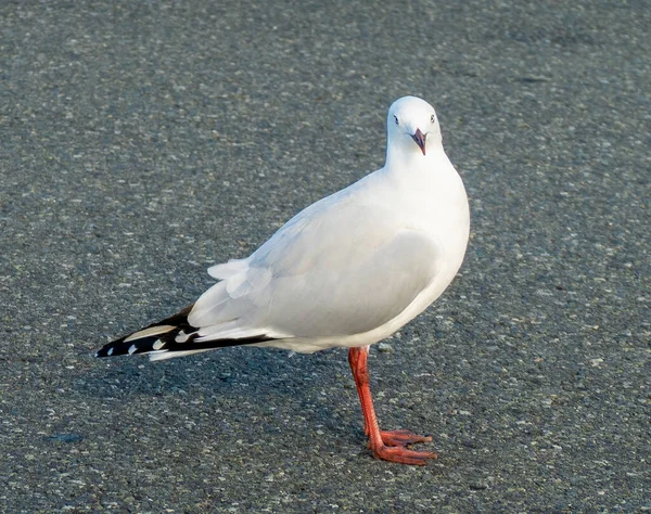 Gros Plan Une Mouette Sur Fond Asphalte — Photo