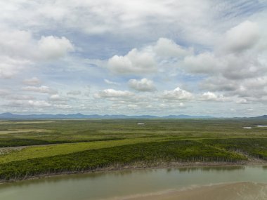 Nehir kıyısındaki devrilmiş ağaçların üzerinde uçmak ve arka plandaki çalılık katmanları alçak gelgitte bulutlu bir gökyüzünün altında