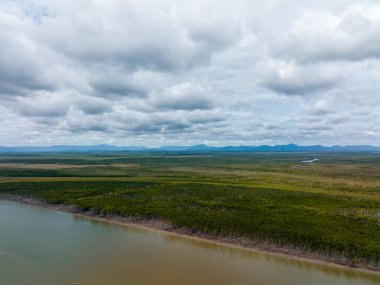 Nehir kıyısında ve gözün görebildiği en uzak çalılıklarda, bulutlu bir gökyüzünün altında düşen ağaçların üzerinden insansız hava uçuşu.