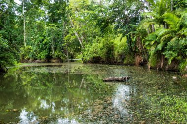 A small country creek with lots of natural vegetation on the water surface and on the banks