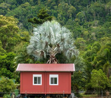 A colorful cabin under a beautiful palm with a forested mountain background