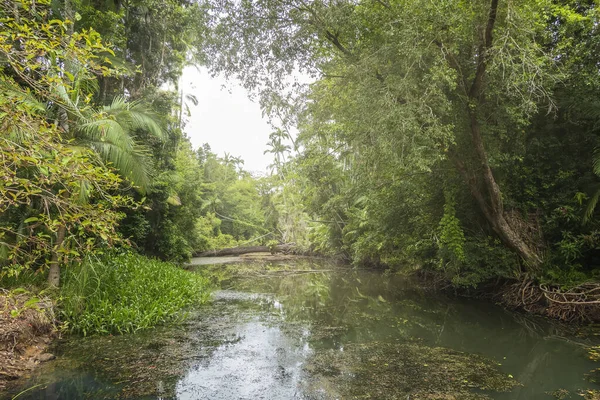 Small Creek Tropical Vegetation Log — Stockfoto