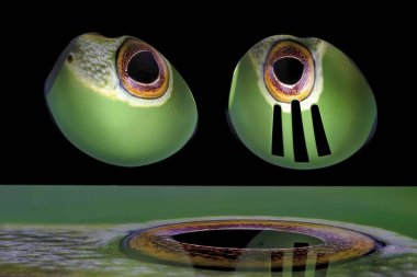 Aydınlatılmış tabletten yansıyan görüntüyü yakalamak için servis kaşığı ve dekolteli kaşık kullanan bir kurbağa gözünün kaşık yansımaları.