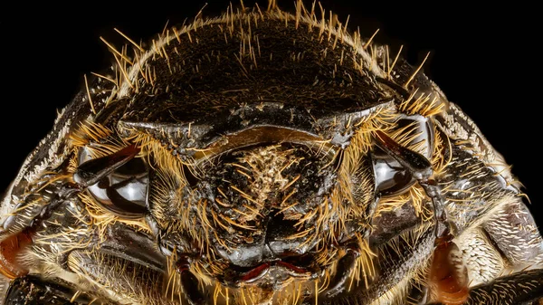 회색등 장수풍뎅이가 얼굴을 감쌌습니다 딱정벌레는 먹으면서 사탕수수의 기생충이다 — 스톡 사진