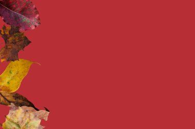 Yumuşak bulanık yapraklarla karışık renklerde ve metin için alanı olan kırmızı bir arkaplan