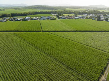 İnsansız hava aracı, şeker kamışı tarlalarından geçerek küçük bir kasabaya doğru gidiyor.