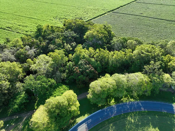 Drone Direttamente Sopra Una Parte Velodromo Delimitato Alberi Verdi Lussureggianti — Foto Stock