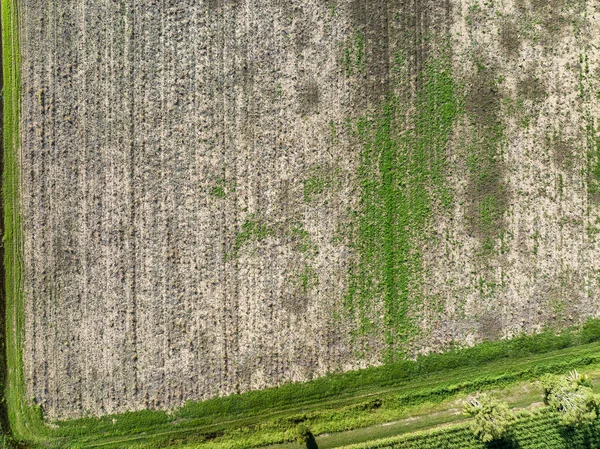 Drone Antenowy Krajobraz Wzór Ugorowane Pole Trzciny Cukrowej Graniczy Zielenią — Zdjęcie stockowe