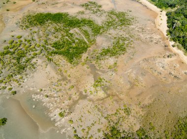 Sahilde bitki örtüsü alçak sularda ilginç desenlerle