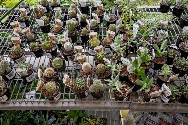 Mackay Queensland Australie Janvier 2022 Pots Cactus Vendre Dans Centre — Photo