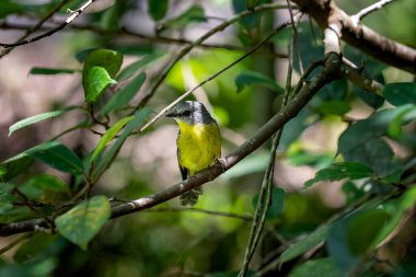 Bir tropikal yağmur ormanındaki bir ağaçta güneş ışığının altında oturan doğu sarısı bir bülbül..