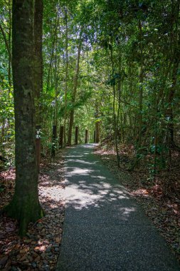 Ağaçların arasında benekli güneş ışığı olan tropikal yağmur ormanları ulusal parkında asfaltlı bir turist yolu..