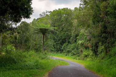 Tropikal yağmur ormanlarında dolambaçlı bir yolda uzun bir eğreltiotu..