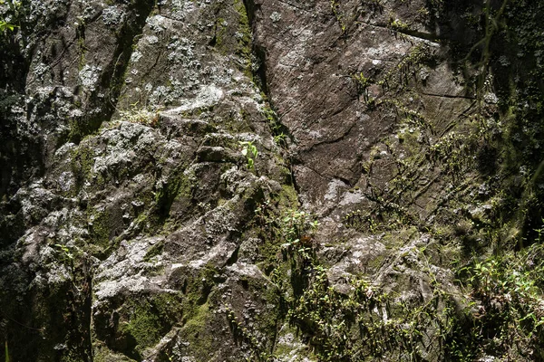 Крупный План Естественной Растительности Поверхности Скалы Найдено Тропических Тропических Лесах — стоковое фото