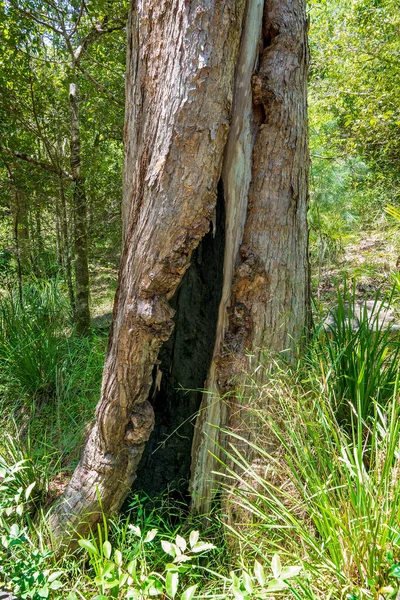Деревянный Ствол Тропическом Тропическом Лесу Зазором Обеспечивающим Гнездо Убежище Птиц — стоковое фото
