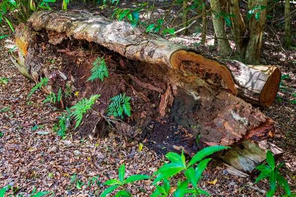 Starý Pokácený Rozpadající Kmen Stromu Kapradinami Které Jím Rostou Tropickém — Stock fotografie