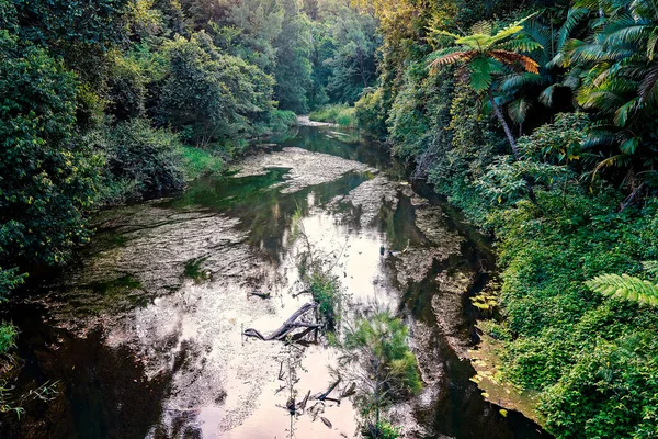 午後遅くの小さな小川に緑豊かな熱帯雨林があります — ストック写真