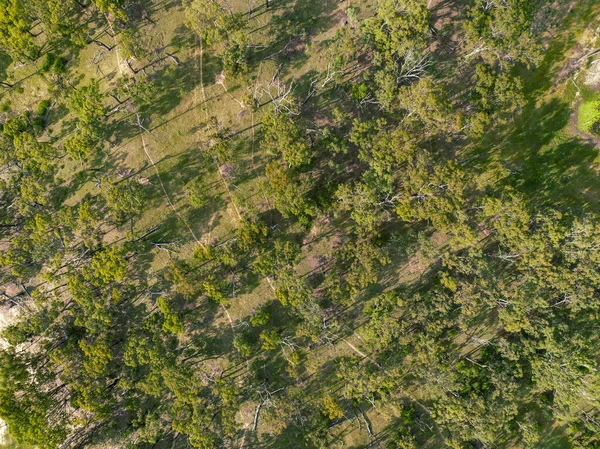 Vista Direta Para Uma Floresta Árvores Nas Margens Barragem Eungella — Fotografia de Stock