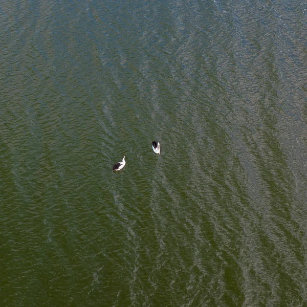 Δύο Πελεκάνοι Κολυμπούν Ειρηνικά Στο Νερό Στο Φράγμα Eungella Queensland — Φωτογραφία Αρχείου