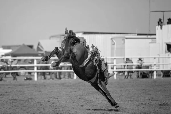 Καουμπόι Ιππεύει Ένα Άλογο Μια Ξυπόλητη Εκδήλωση Βρόγχου Μια Χώρα — Φωτογραφία Αρχείου