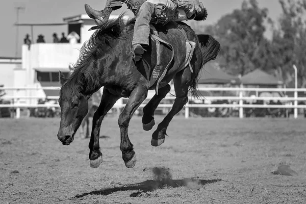 Cowboy Rides Bucking Horse Bareback Bronc Event Country Rodeo — Stock Photo, Image