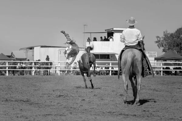 Cowboy rides a bucking horse in bareback bronc event at a country rodeo