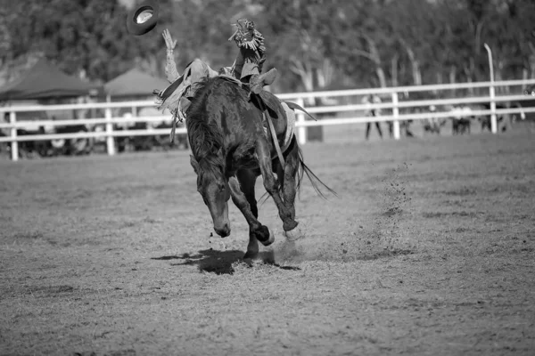 Touro de rodeio Fotos de Stock, Touro de rodeio Imagens sem royalties