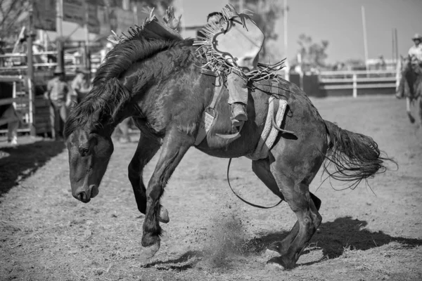 Cowboy rides a bucking horse in bareback bronc event at a country rodeo