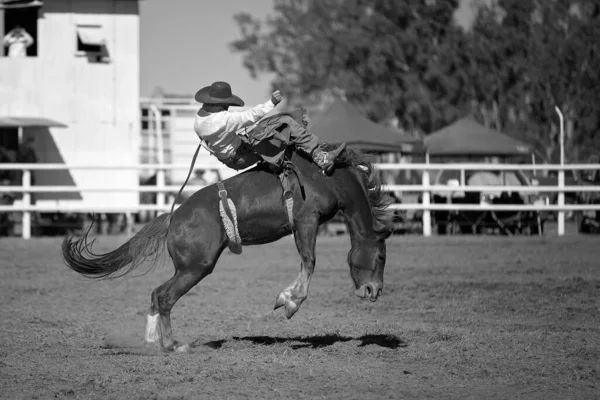 Cowboy Rides Bucking Horse Bareback Bronc Event Country Rodeo — Stock Photo, Image