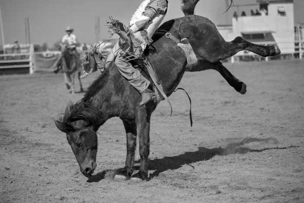 Cowboy Rides Bucking Horse Bareback Bronc Event Country Rodeo — Stock Photo, Image