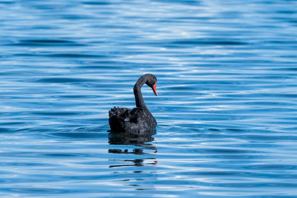 一只美丽的黑天鹅平静地在蓝色的水面上游泳 — 图库照片