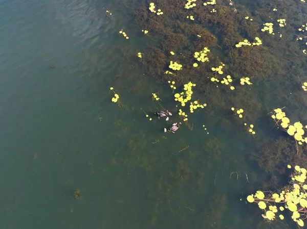 Zwei Schwäne Mit Jungen Küken Schwimmen Zwischen Wasserpflanzen Und Algen — Stockfoto