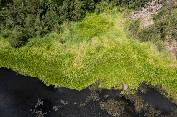 雑草や藻類で覆われた川の堤防 — ストック写真