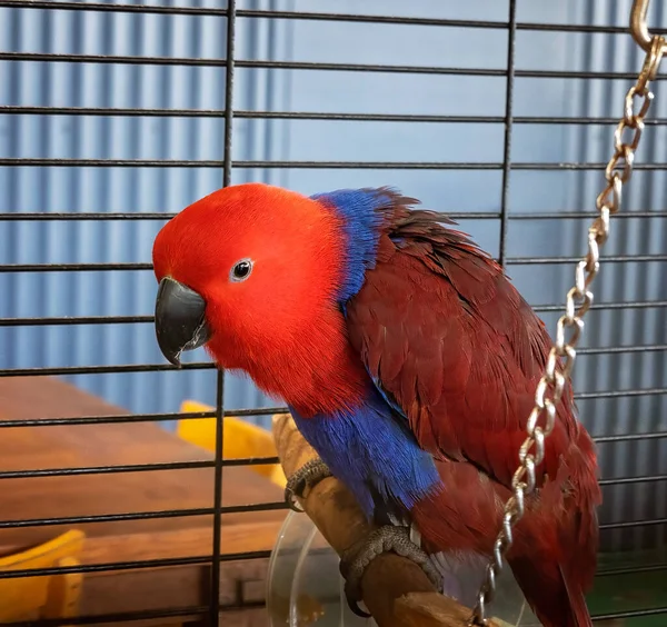 Kırmızı Tonlarda Tüyleri Olan Mavi Renklerle Işaretlenmiş Küçük Kafeslenmiş Papağan — Stok fotoğraf