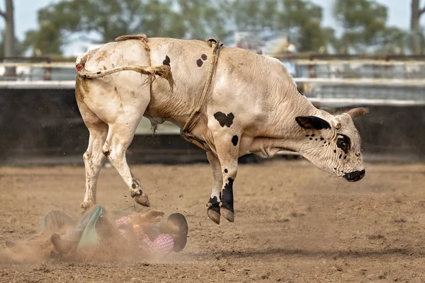 Cowboy Får Avblåst Tjur Country Rodeo Australien — Stockfoto