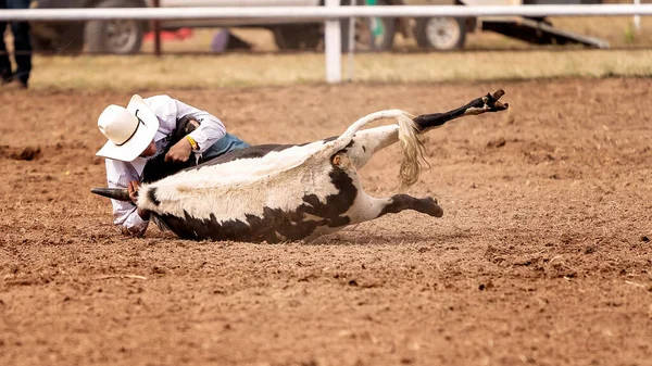 Kovboy Avustralya Rodeo Turnuvasında Buzağıyı Yere Seriyor — Stok fotoğraf