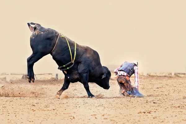 Kovboy Avustralya Bir Rodeo Rodeosunda Vahşi Bir Boğadan Atılır Zole — Stok fotoğraf