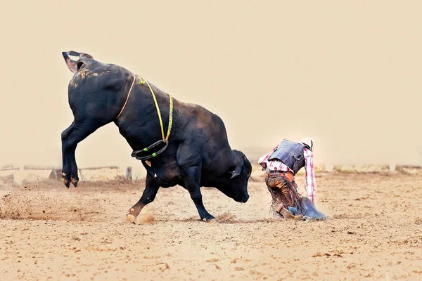 Kovboy Avustralya 'da bir rodeo rodeosunda vahşi bir boğadan atılır. İzole edilmiş arkaplan.